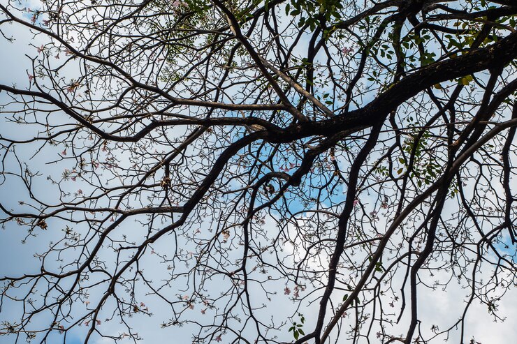 Foto ramos de árvores e o céu