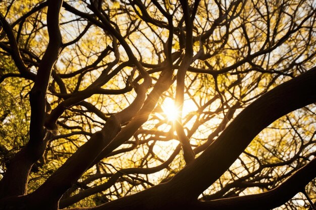 Ramos de árvores entrelaçados contra a luz solar