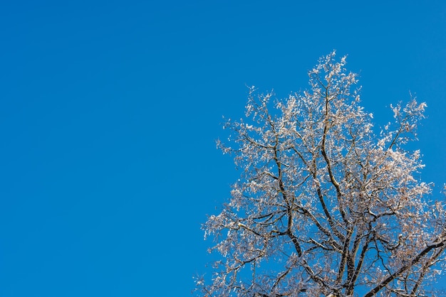 Ramos de árvores foliares nus cobertos de neve sobre fundo de céu azul claro com luz solar direta com cópia