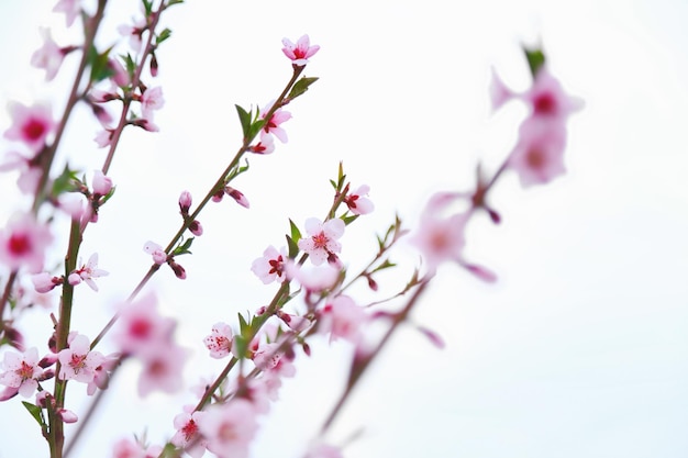 Ramos de árvores frutíferas em flor no fundo branco