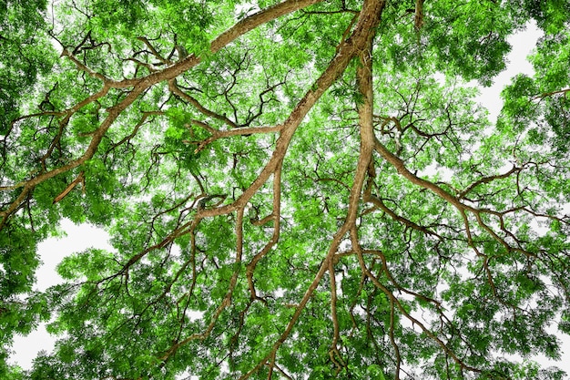 Ramos de árvores grandes, árvores antigas com folhas de primavera verde. Refrescante e oxigênio
