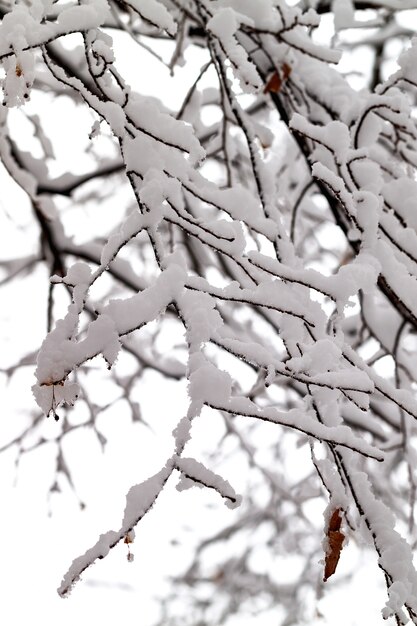 Ramos de árvores na neve.