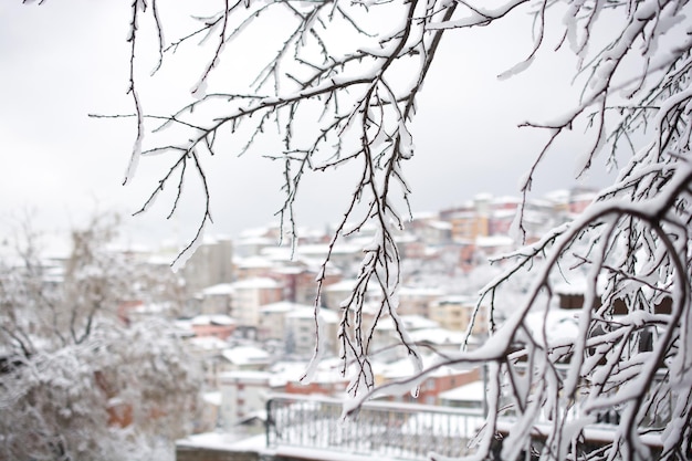 Ramos de árvores na neve