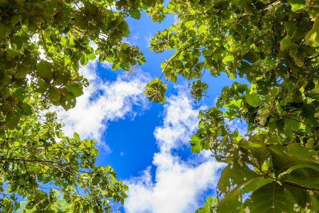 Ramos de árvores no céu azul