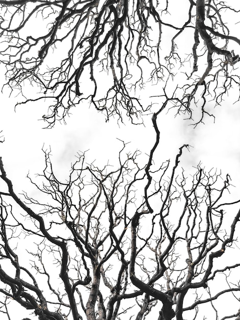 Foto ramos de árvores nuas semelhantes em forma a uma tempestade ramos contra o céu tristeza e