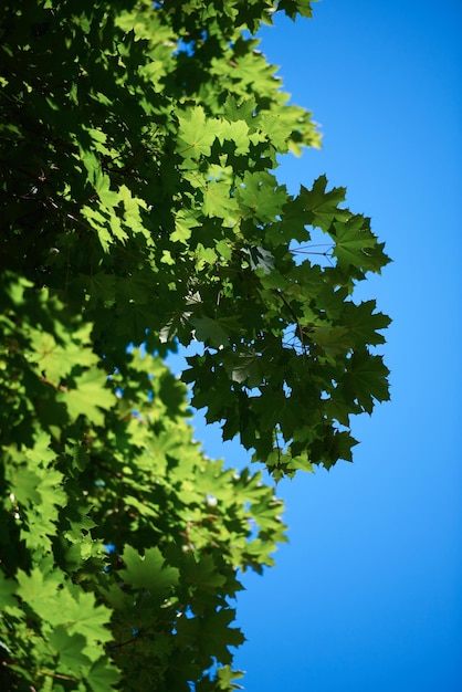 ramos de árvores verdes