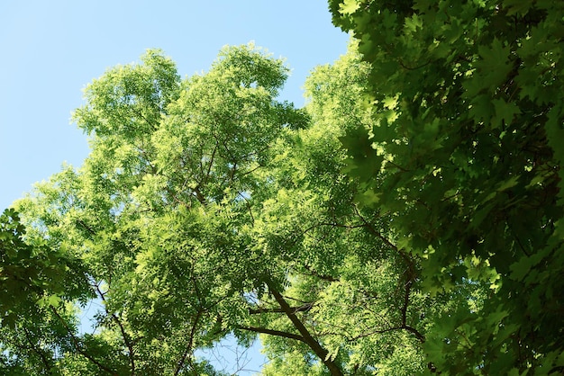 ramos de árvores verdes