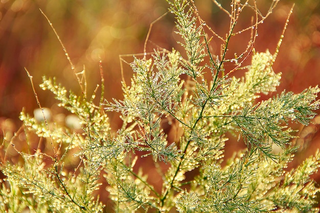 Ramos de aspargos officinalis no orvalho da manhã Folhas verdes de aspargos officinalis com gotas de orvalho ao amanhecer