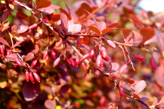 Ramos de bérberis com bagas macro