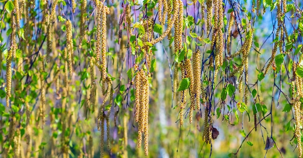 Ramos de bétula com amentilhos na primavera em tempo ensolarado