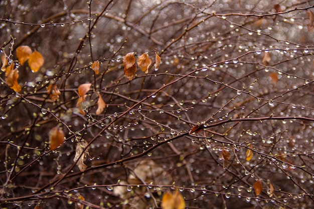 Ramos de bétula com brincos em gotas de chuva em um fundo da floresta