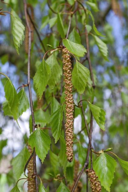 Ramos de bétula verde