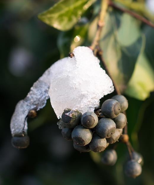 Ramos de Blackberry de árvores na neve