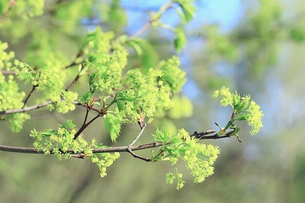 Foto ramos de bordo florescendo, flores de detalhes de primavera em um galho de árvore