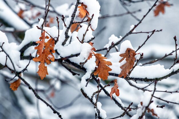 Foto ramos de carvalho cobertos de neve com folhas secas em uma floresta de inverno