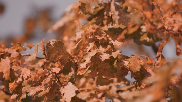 Ramos de carvalho com folhas de outono laranja fundo de outono com folhas