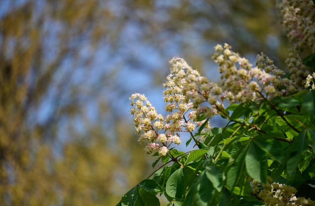 Ramos de castanha com folhas verdes e cachos de flores