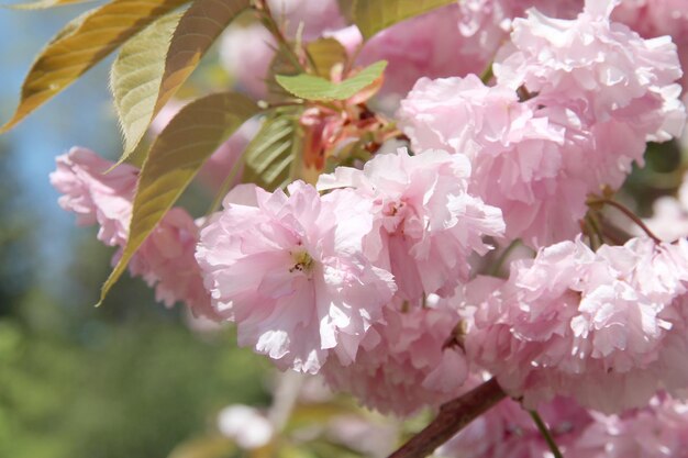 Ramos de cereja sakura rosa em flor em um dia de sol brilhante em um parque de primavera