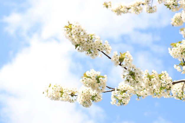 Ramos de cerejas brancas florescentes contra um foco seletivo de céu azul Árvore florescente