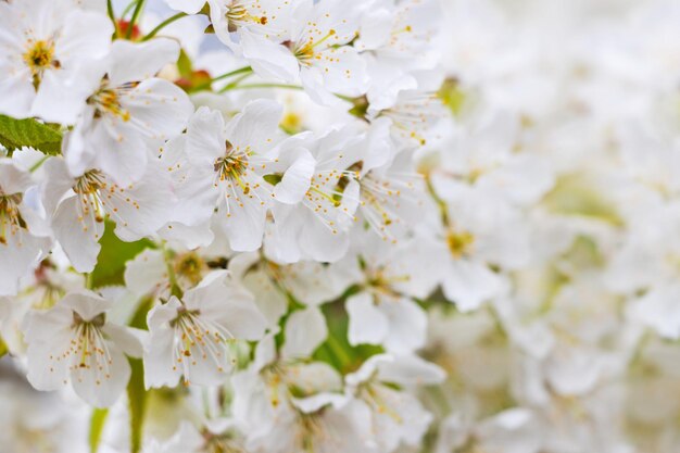 Ramos de cerejeira doce com flores brancas abundantes. Flores de cerejeira doces