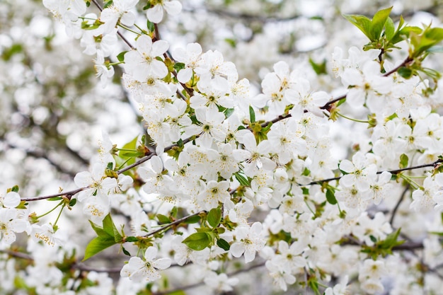 Ramos de cerejeira florescendo em um pomar de primavera