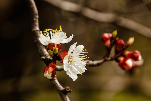 Ramos de cerejeira lindamente floridos nos quais as abelhas se sentam