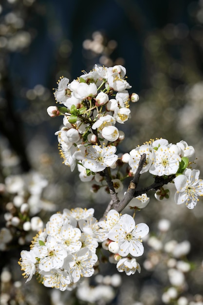 Ramos de cerejeira macro florescendo com pequenas flores brancas