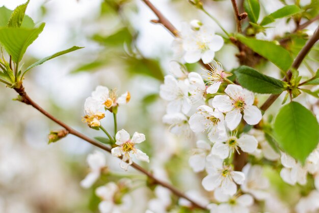 Ramos de cerejeira são cobertos com flores brancas e folhas verdes.