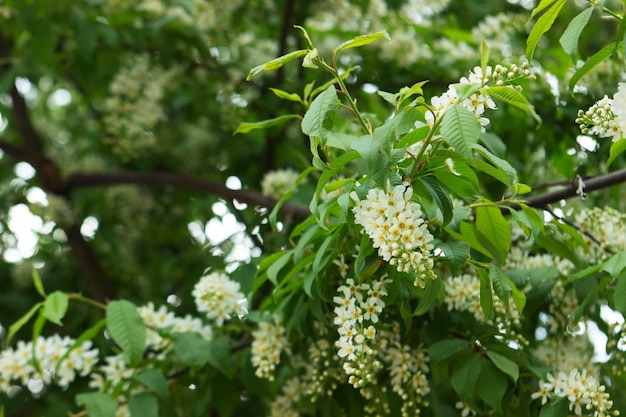 Ramos de cerejeiras em flor contra o céu azul em um parque público