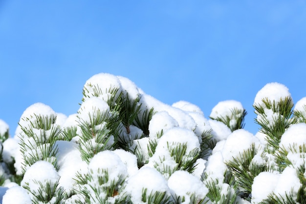 Ramos de coníferas cobertos de neve em um dia ensolarado de inverno