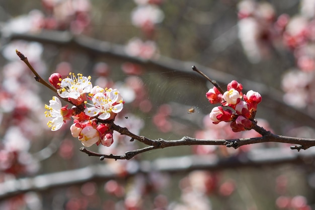 Ramos de damasco floridos na primavera contra o céu