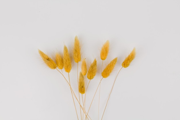 Ramos de espigas amarelas secas em um fundo branco