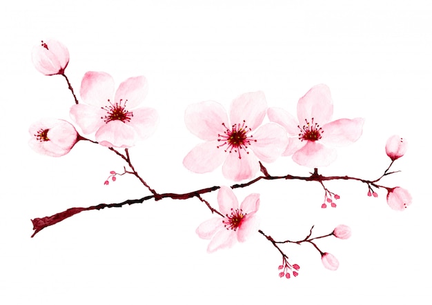 Ramos de flor de cerejeira em aquarela pintados à mão.