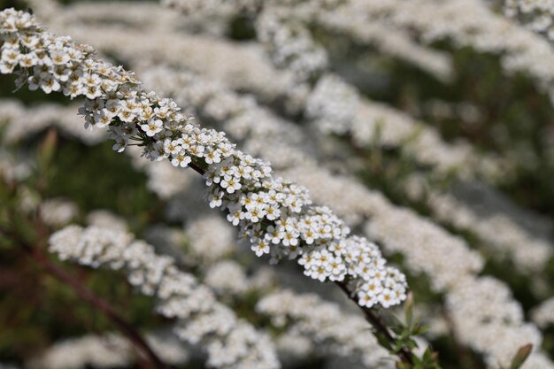 Ramos de flores brancas no parque