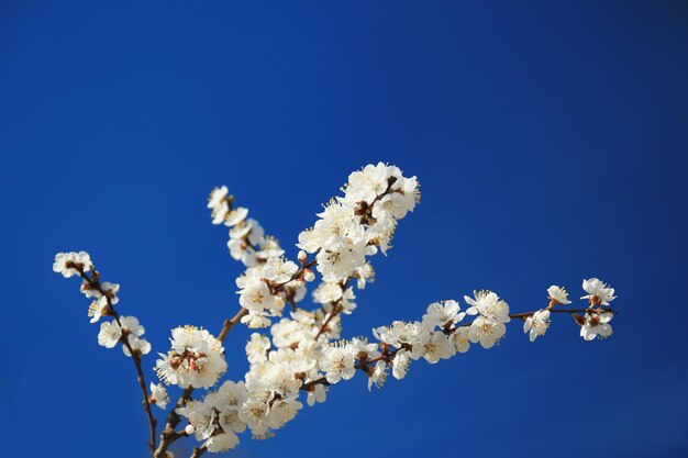 Ramos de flores de árvore de damasco no fundo do céu
