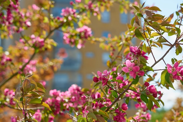 Ramos de flores de cerejeira com um parque embaçado ao fundo