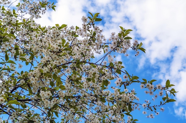 Ramos de flores de cerejeira contra o céu azul