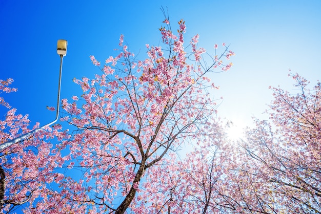 Ramos de flores de cerejeira rosa e brancas no céu azul claro