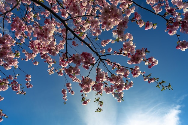 Ramos de flores de Sakura em um céu azul ensolarado