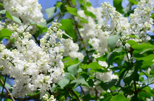 Ramos de folhas brancas de lilás e verde. Ramo de florescência de lilás