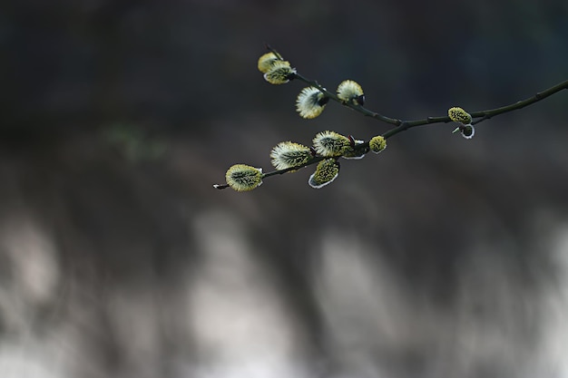 ramos de folhas e botões verdes jovens, fundo sazonal, paisagem de março de abril na floresta