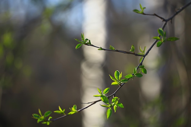 ramos de folhas e botões verdes jovens, fundo sazonal, paisagem de março de abril na floresta