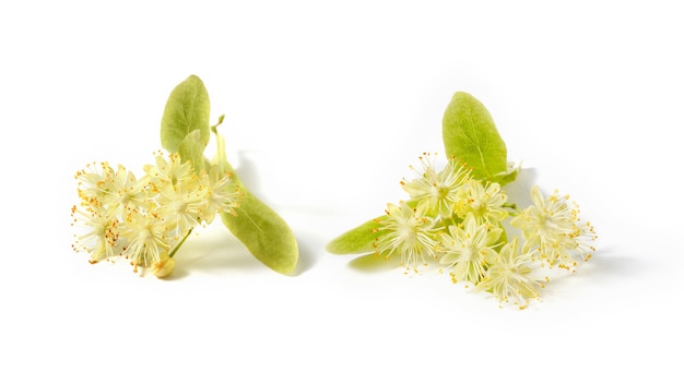 Ramos de folhas grandes de tília ou tília com flor natural, cobertos com flores aromáticas amarelas isoladas em um fundo branco, copie o espaço. planta medicinal