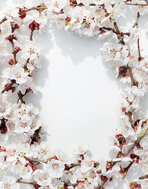 Ramos de frutas florescendo flores de damasco em um fundo branco