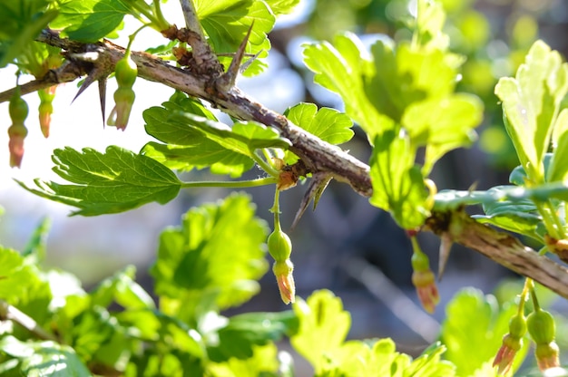 Ramos de groselha verde com bagas verdes. Groselha no jardim na primavera.