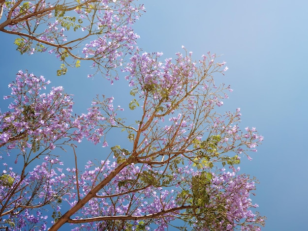 Ramos de jacarandá com flores violetas em um fundo de céu claro