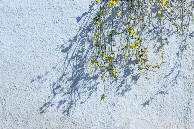 Ramos de jasmim com flores amarelas