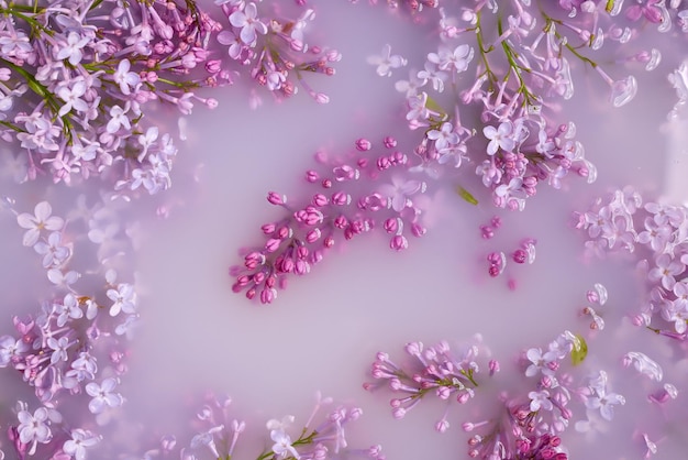 Ramos de lilás florescendo flutuam no leite Copie o espaço plano de humor de verão
