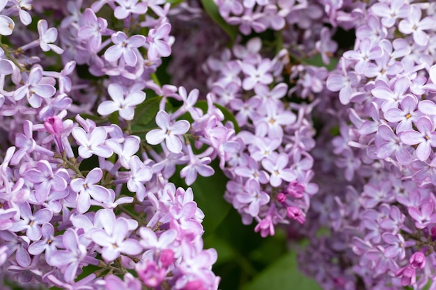 Ramos de lilás roxo closeup