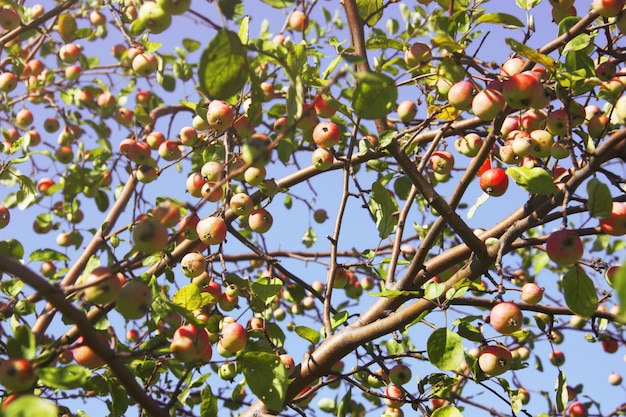 Ramos de macieira com frutos maduros contra um céu azul